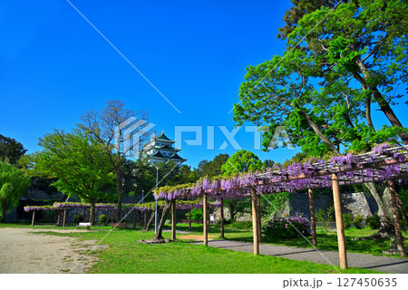 《愛知県》名古屋市名城公園　藤の回廊と名古屋城 127450635