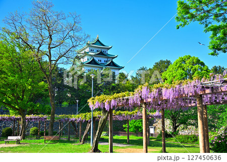 《愛知県》名古屋市名城公園　藤の回廊と名古屋城 127450636