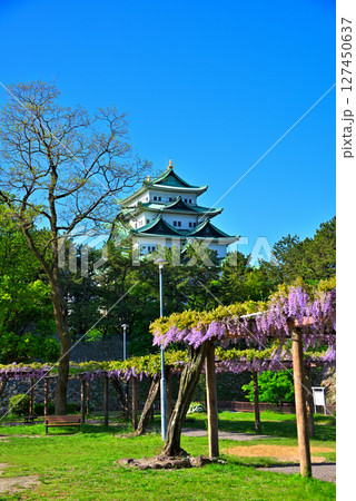 《愛知県》名古屋市名城公園　藤の回廊と名古屋城 127450637