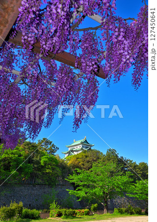 《愛知県》名古屋市名城公園　藤の回廊と名古屋城 127450641