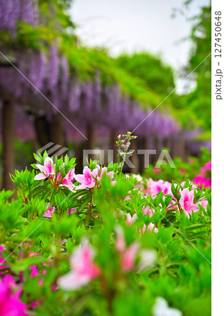 《愛知県》名古屋市名城公園 藤の回廊 《愛知県》名古屋市名城公園 藤の回廊 127450648
