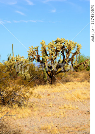 Cholla cactus, Sonora Desert, Mid Spring 127450679