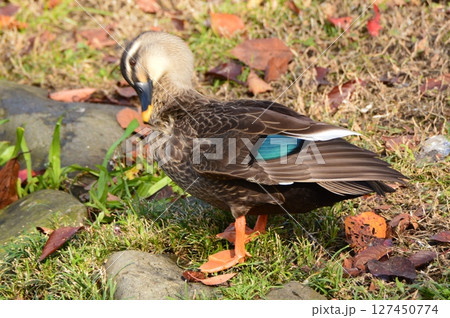 地上を歩くカルガモ（東京都立川市） 127450774