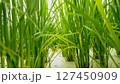 水田の稲 127450909