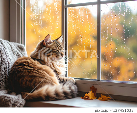 窓辺でお昼寝する猫 127451035