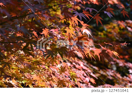 紅葉（徳川園／愛知県名古屋市東区徳川町） 127451041