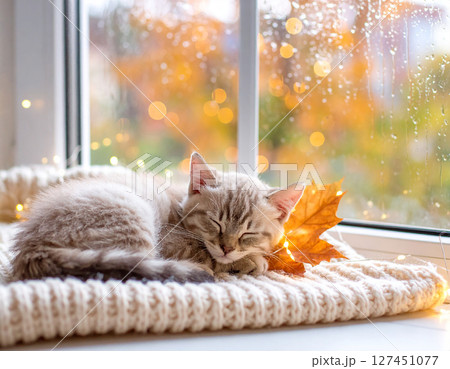 かわいい子猫 127451077