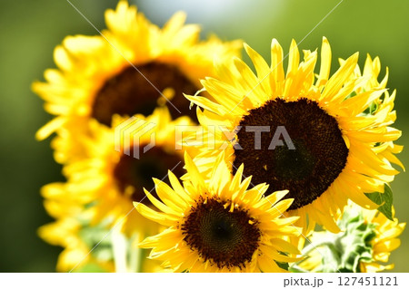 黄色いひまわり 黄色いひまわり 127451121