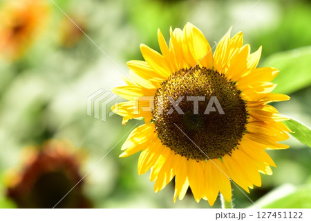 黄色いひまわり 127451122