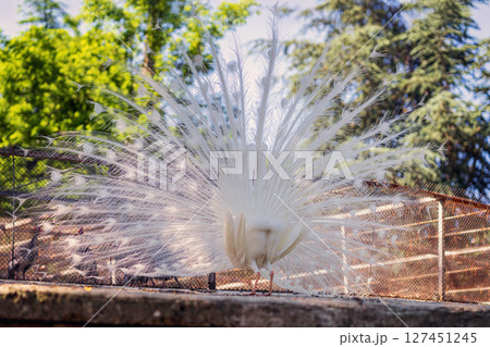 Rear view of white peacock with fully spread tail feathers in sunny zoo enclosure. Albino plumage forms elegant radial symmetry in bright light. Concept of rarity, natural beauty, exotic bird display Rear view of white peacock with fully spread tail feathers in sunny zoo enclosure. Albino plumage forms elegant radial symmetry in bright light. Concept of rarity, natural beauty, exotic bird display 127451245