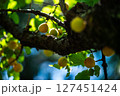たわわになった梅の実 127451424