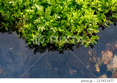 湧き水が流れる小川（阿蘇郡南阿蘇村） 127451477