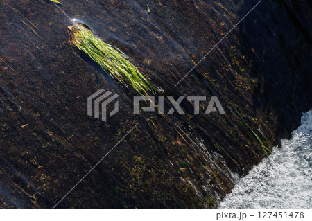 湧き水が流れる小川(阿蘇郡南阿蘇村) 湧き水が流れる小川(阿蘇郡南阿蘇村) 127451478