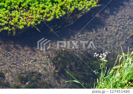 湧き水が流れる小川(阿蘇郡南阿蘇村) 湧き水が流れる小川(阿蘇郡南阿蘇村) 127451480