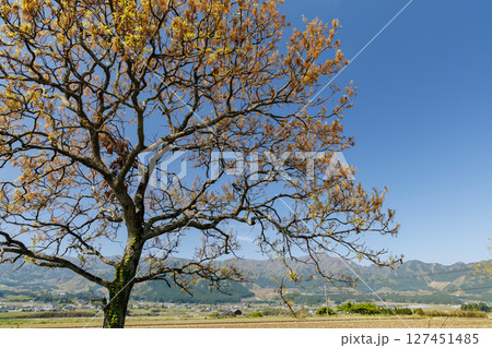 春の田園風景(阿蘇郡南阿蘇村) 春の田園風景(阿蘇郡南阿蘇村) 127451485
