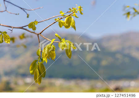 春の田園風景(阿蘇郡南阿蘇村) 春の田園風景(阿蘇郡南阿蘇村) 127451496
