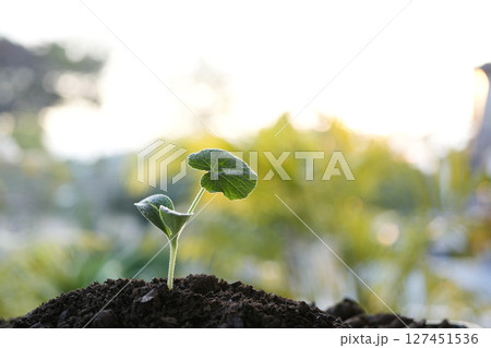 pumpkin sprout leaves with droplets Macro closeup 127451536