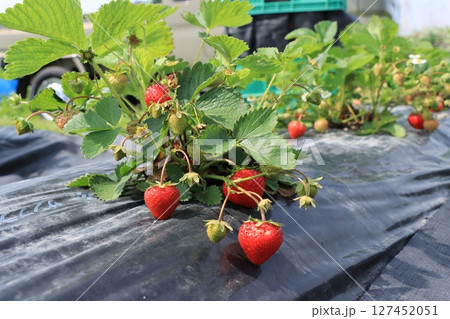 いちご狩り 127452051