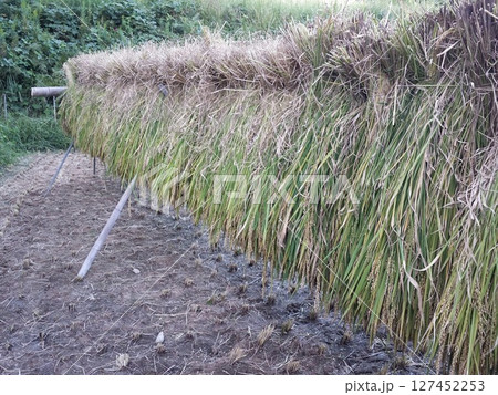 稲のはさがけ風景 稲のはさがけ風景 127452253