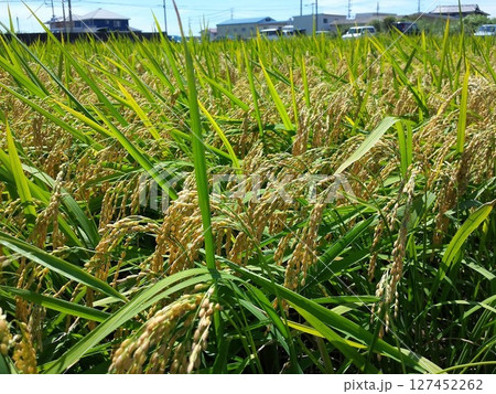 実りの秋の稲穂たち 実りの秋の稲穂たち 127452262