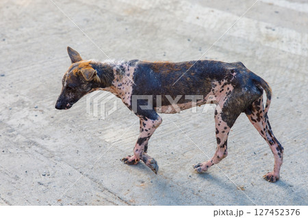Stray dog with visible mange and skin wounds on the street Stray dog with visible mange and skin wounds on the street 127452376