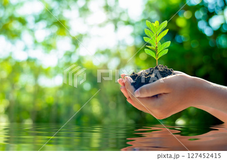 environment Earth Day Water Tree Hand. Green Hand Holding Nature Environmental Conservation and Hope 127452415
