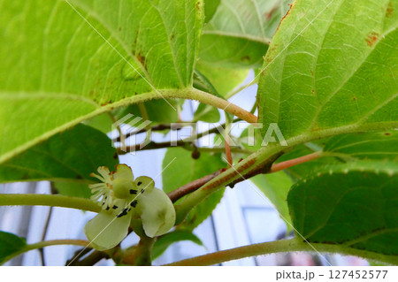 キューイの原種のさるなしの黄色みがかった白い花 127452577