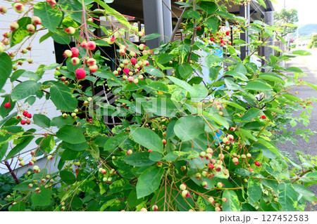 赤い実が可愛いジュンベリー　　小鳥が大好きな6月の果実 127452583