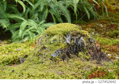 苔むした切株（唐招提寺 境内／奈良県奈良市五条町） 127452642