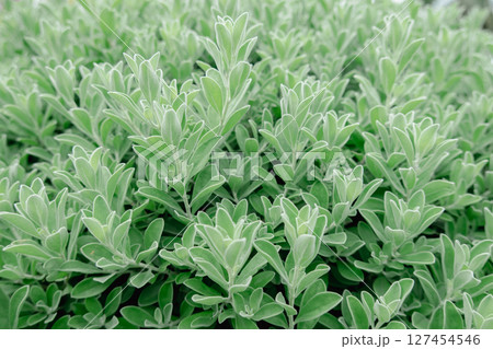 Close up small green leaves. Natural background Close up small green leaves. Natural background 127454546