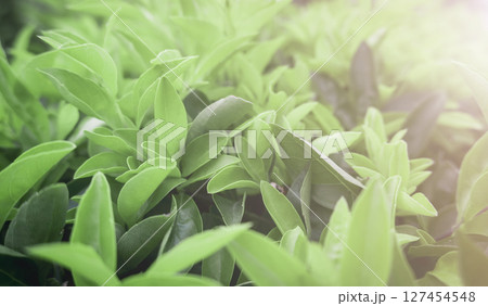 Close up small  green leaves and sunlight. Natural background 127454548