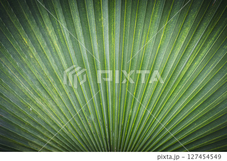 Green color of toddy palm leaves Green color of toddy palm leaves 127454549