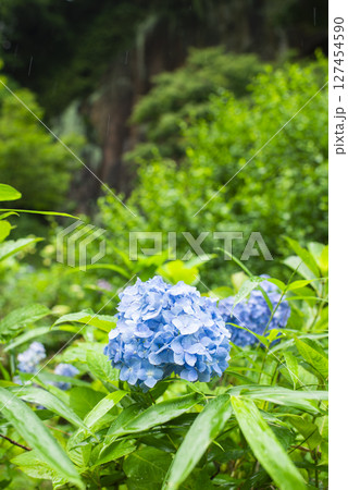 筑紫山普光寺の紫陽花と磨崖仏 筑紫山普光寺の紫陽花と磨崖仏 127454590