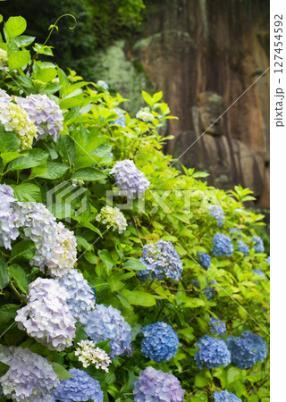 筑紫山普光寺の紫陽花と磨崖仏 筑紫山普光寺の紫陽花と磨崖仏 127454592