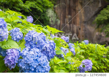 筑紫山普光寺の紫陽花と磨崖仏 筑紫山普光寺の紫陽花と磨崖仏 127454600