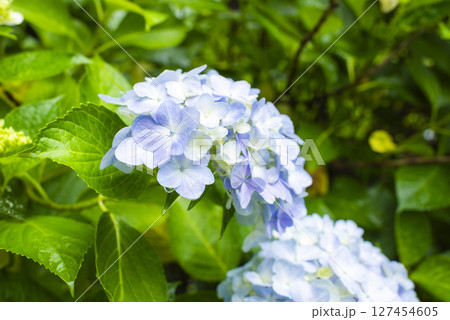 雨に映える紫陽花 雨に映える紫陽花 127454605