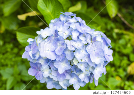 雨に映える紫陽花 雨に映える紫陽花 127454609