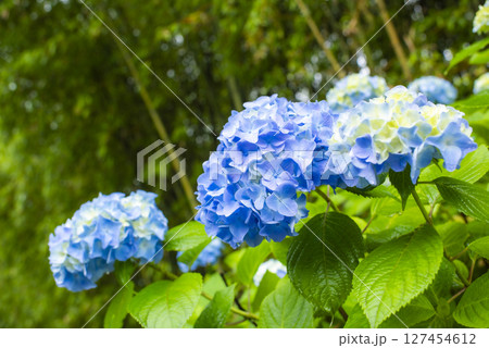 雨に映える紫陽花 雨に映える紫陽花 127454612