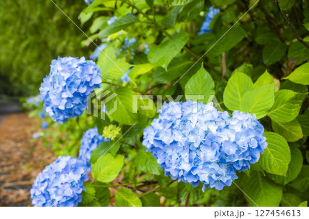 雨に映える紫陽花 雨に映える紫陽花 127454613