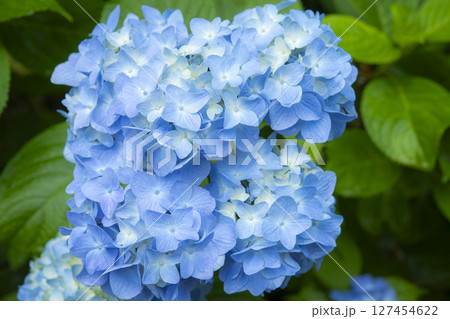青く咲く紫陽花の花びら 127454622