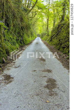 forest track forest track 127454629