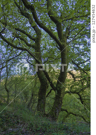 trees in the forest trees in the forest 127454632