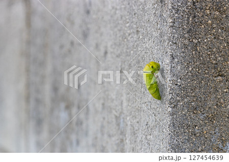 アゲハ蝶の蛹　コンクリートの壁でサナギになっているアゲハ蝶 127454639