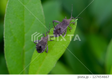 ホオズキカメムシ 127454667