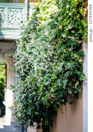 Bushes of blooming scented Jasminum officinale. Common jasmine during flowering in spring. Bushes of blooming scented Jasminum officinale. Common jasmine during flowering in spring. 127454768