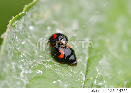 ナミテントウ ナミテントウ 127454782