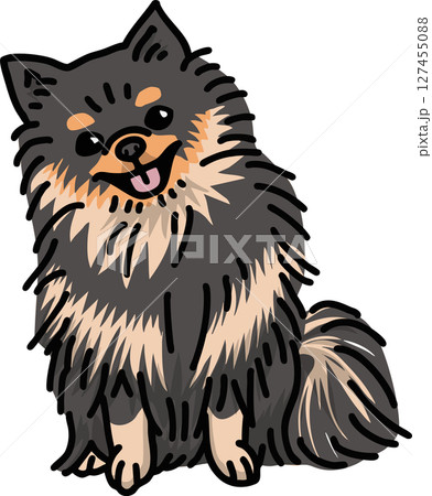 ポメラニアン　pomeranian　犬のイラスト　カラー 127455088