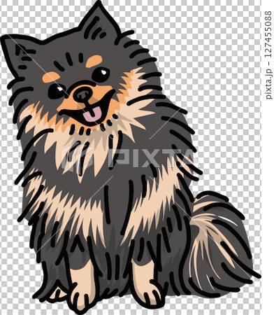 ポメラニアン　pomeranian　犬のイラスト　カラー 127455088