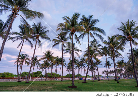 Silhouetted palm trees of Miami Beach stand tall against a vibrant sunset sky 127455398
