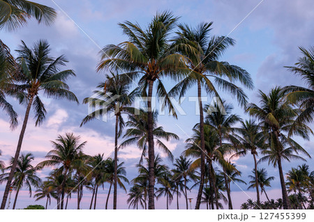 Silhouetted palm trees of Miami Beach stand tall against a vibrant sunset sky 127455399